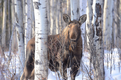 Россиянам объяснили, что делать при встрече с диким лосем
