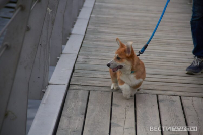 В Казани пройдет благотворительный фестиваль WOOF