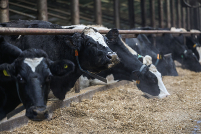 Беларусь ограничила импорт животноводческой продукции из&nbsp;России