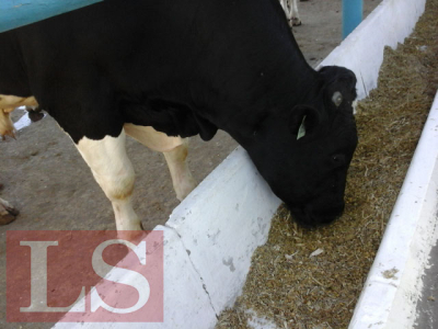 Производство мяса и молока в домохозяйствах казахстанцев резко сократилось