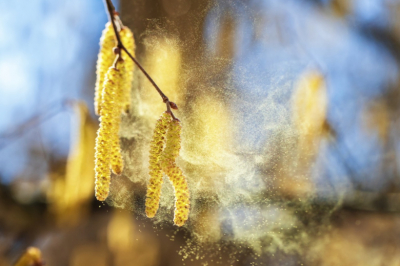 Аллергенная обстановка ухудшилась? Пыльца в Москве сегодня &mdash; 16 апреля