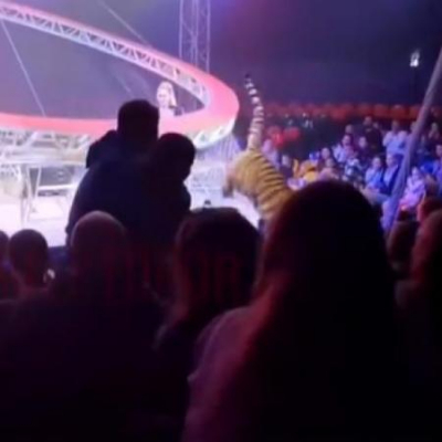 Тигр выпрыгнул к зрителям во время циркового представления в Ростове-на-Дону (ВИДЕО)