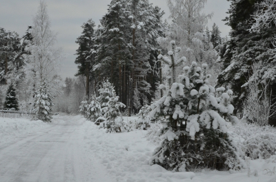 Поссорилась с мужчиной и ушла: в лесу под Кыштымом насмерть замерзла женщина