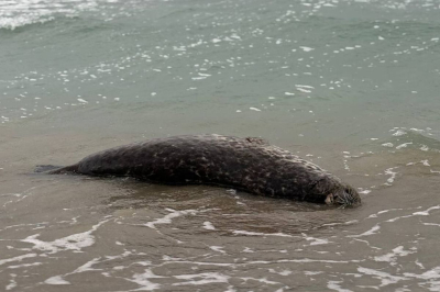 В Мангистау планируют создать научный институт из-за массовой гибели каспийских тюленей