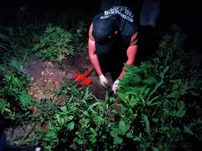 Сельчанину грозит до двух лет тюрьмы за тайное выращивание каннабиса