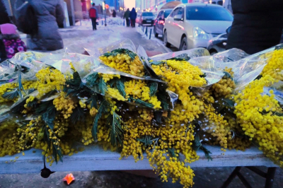 Тонны весеннего настроения: Абхазия начала поставки мимозы в РФ к 8 Марта