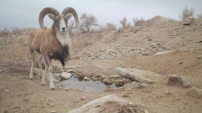 Краснокнижные устюртские уриалы попали в объектив фотоловушки на водопое