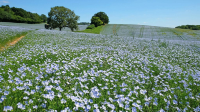 Казахстан может занять еще одну торговую нишу России из-за пошлин