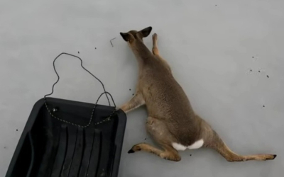 Массовую миграцию косуль из России в Казахстан фиксируют лесники