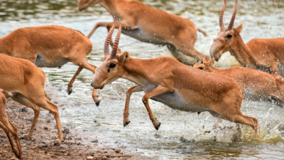 В Казахстане за два года у браконьеров изъяли 17 тыс. рогов сайгаков