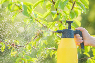 Плеснула молоко с йодом на листья &mdash; вредители будто испарились: урожай снова спасен
